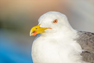 Portrait of a yellow-legged gull