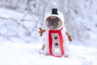 Funny French Bulldog dog dressed up as snowman with funny full body suit costume with red scarf