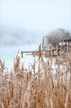 Reed on the lake with fog and jetty in winter