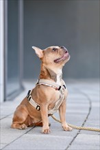 Blue red fawn French Bulldog with dog harness in front of gray wall