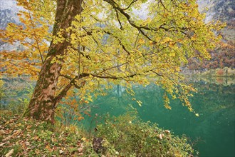 Sycamore maple in autumn colours at Lake Kloental