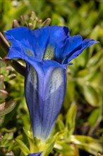 Large-flowered gentian blue flower