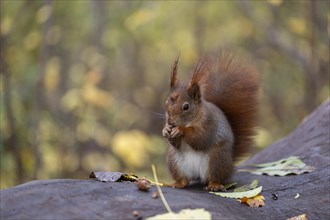 A squirrel nibbles on a hazelnut