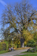 Large old autumnal oak tree