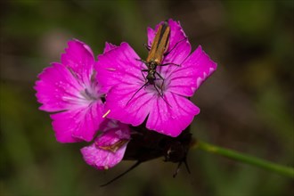 Carthusian carnation three opened red flowers with beetle