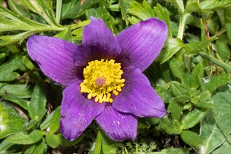 Common pasque flower open purple flower