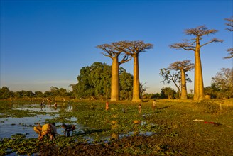 People fishing at the Avenue de Baobabs at sunset