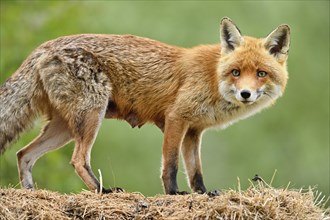 Red fox