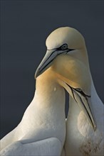 Courtship ritual of two northern gannet