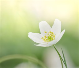 Macro of white spring flower Wood anemone