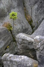 Young spruce between sandstone rocks of