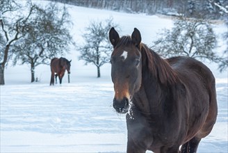 Brown horses in a deep snow-covered paddock in a rural setting in winter
