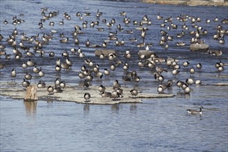 Canada geese in river