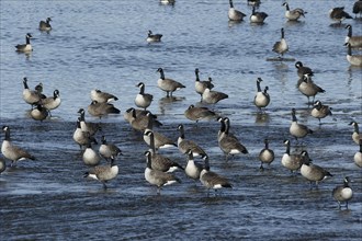 Canada geese in river