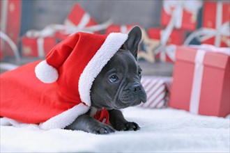 Young French Bulldog dog puppy wearing red Christmas Santa cape over one ear in front of festive blurry background