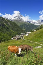 Two cows standing on a mountain meadow in front of the Matterhorn