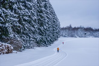 Freshly groomed cross-country trail with cross-country skiers in front of a snow-covered winter forest
