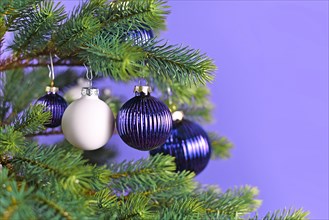 Purple and white decorative glass baubles hanging from Christmas tree branch on violet background with copy space