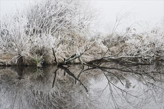 Floodplain landscape in hoar frost
