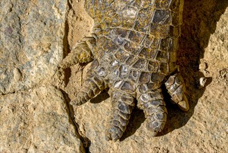 Close up of crocodile claw