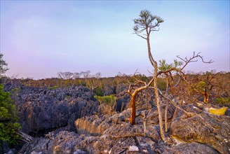 Unesco world heritage sight Tsingy de Bemaraha Strict Nature Reserve