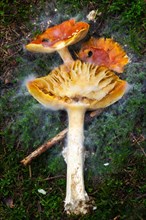 Red fly agaric