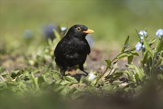 European blackbird
