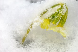 Primrose flower covered with snow in early summer. France