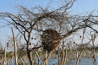 Bird's nest of weavers