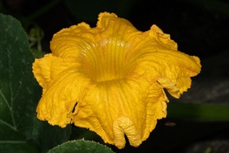 Pumpkin stick with yellow flower