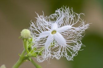 Blooming plant of snake gourd