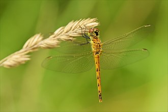 Spotted darter