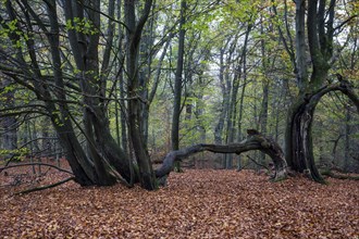 Old beech trees in autumnal beech forest