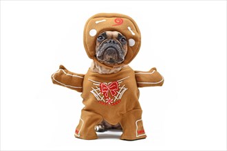 French Bulldog dog dressed up with funny Christmas gingerbread full body costume with arms and hat isolated on white background