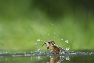 Common kingfisher