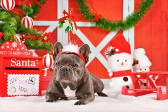 French Bulldog dog wearing Christmas mistletoe headband between festive decoration