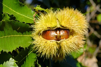 Chestnuts in the shell