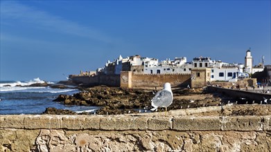 Seagull on wall overlooking the old town of Essaouira