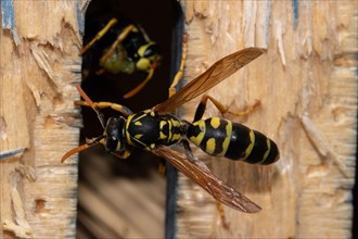 French wasp sitting on tree trunk from behind left sehed
