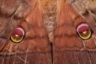 Japanese Oak Moth Butterfly Wings with two eyespots