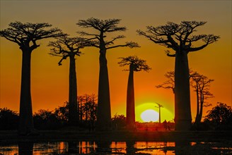 Backlight of the Avenue de Baobabs at sunset near Morondavia