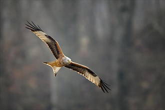 Red kite