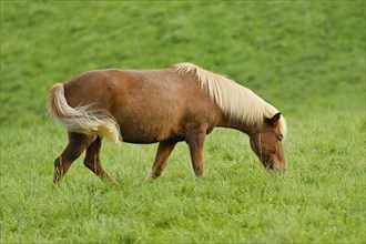 Icelandic horse eating grass in a meadow