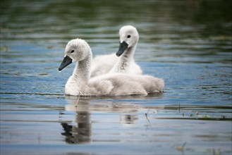 Two young Mute Swan