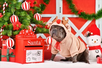 French Bulldog dog wearing Reindeer costume sweater between seasonal Christmas decoration