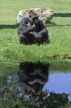 Critically endangered Western lowland gorilla
