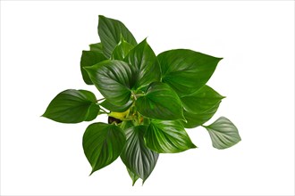 Top view of tropical 'Homalomena Rubescens Emerald Gem' houseplant on white background