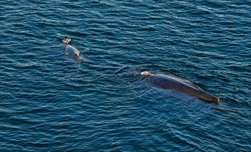 Aerial of a humpback whale