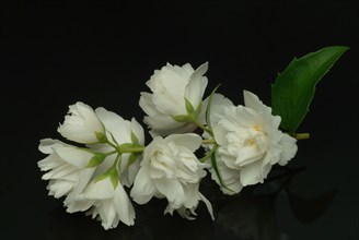 True common jasmine