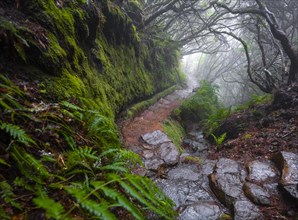 Misty forest on a hiking trail along a levada